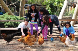 With the help of VP of operations Scott Nicholson; David Bunting, regional operator; and Anthony Blansett, manager at Westwood Veggie Grill, it will be the first private event at the all-vegan restaurant. Above, Elkins feeds the pet animals during his lunch time at Paul Revere. The theme of his Bar Mitzvah is animal kinds. Rich Schmitt/Staff Photographer