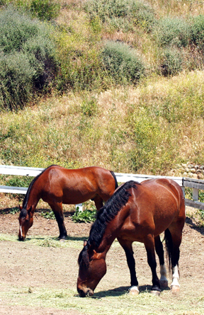 The only horses currently pastured at Will Rogers State Historic Park are those used by the Santa Monica police.