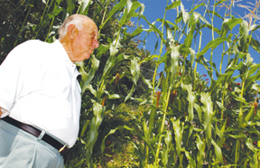 Ralph Nahigian with his 11-foot high corn stalks on Lachman Lane.