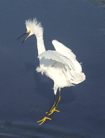 Kenney captured this snowy egret doing its mating dance. Small, delicate all-white herons, snowy egrets use one foot to stir up the water, flushing prey into view. Showy plumes are present during breeding season. Photo: Jim Kenney