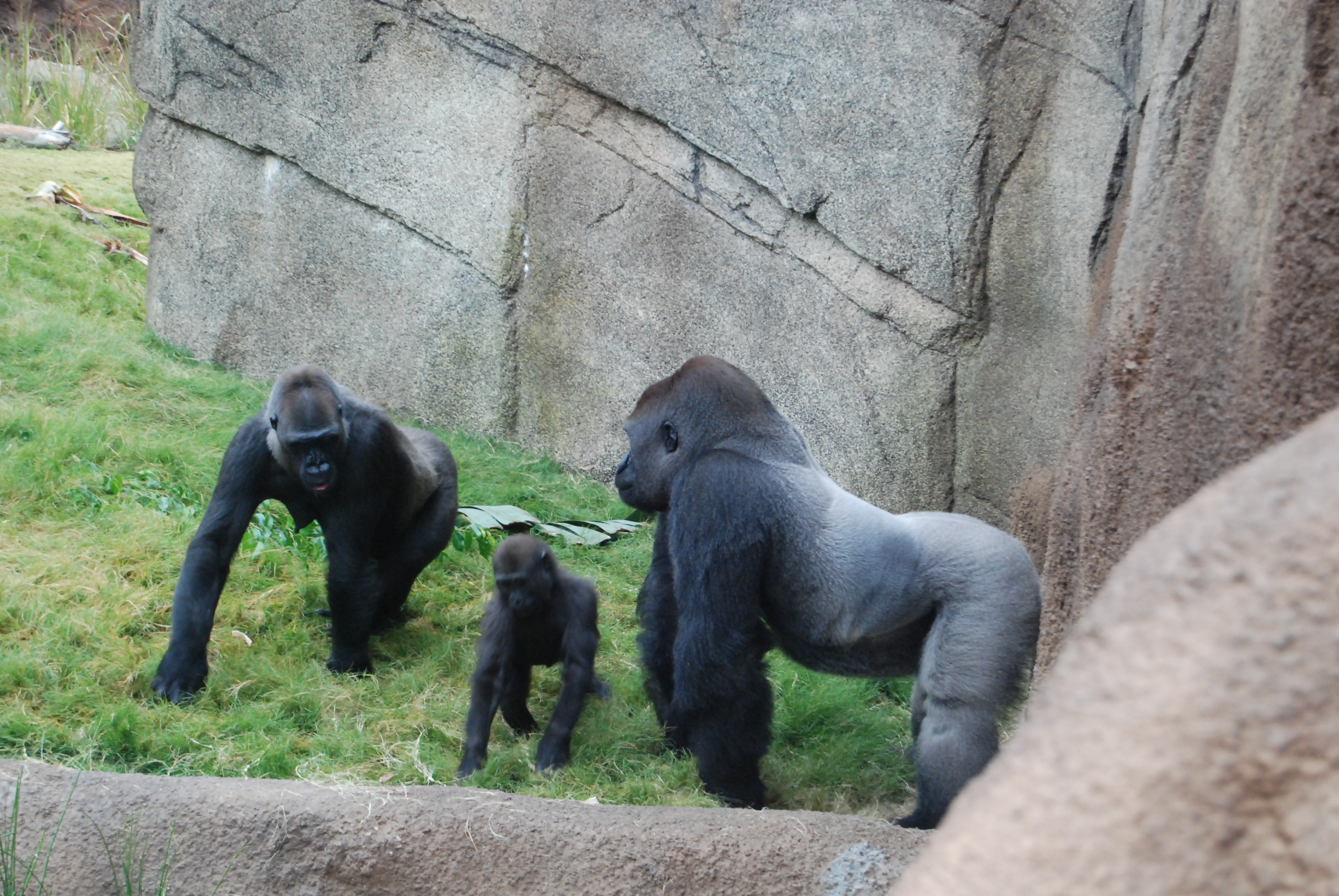 Two-year-old Glenda explores her new habitat with mother Rapunzel (left) and father Kelly at the L.A. Zoo's Campo Gorilla Reserve, which opened to the public November 8.
