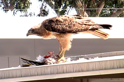 Red-tailed hawk takes on a Cooper's hawk on the SMC campus.