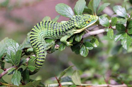 Abronia graminea terrestrial arboreal alligator lizard endemic to Mexico. Photo by Ian Recchio