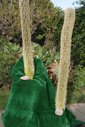 Debbie Alexander experimented with the idea of photographing her slippers with her neighbor's agave plant blossoms as legs.