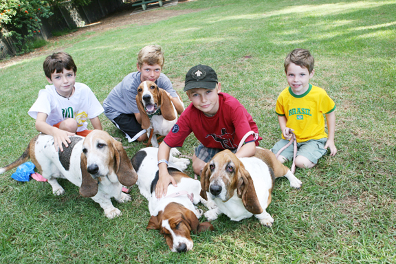 The local bassets shown here in the foreground, left to right, are Clementine (looking unusually svelte), Chloe, and Ruby; Gipper is in the background. The four boys, from left to right, are brothers Finn, Hayes, Mac and Jay Bradley, who belong to Gipper.