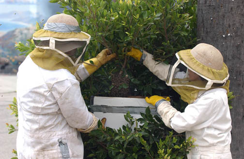 Palisadian Harlan Hogue and Palisades High alum Ruth Askren remove a swarm of bees at the corner of Antioch and Swarthmore in order to relocate them. Rich Schmitt/Staff Photographer