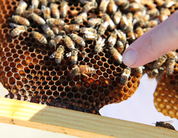 An organic beeswax honeycomb. The bees begin to build the comb from the top of each section. When a cell is filled with honey, the bees seal it with wax.  Photo courtesy HoneyLove