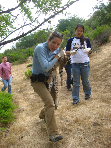 Laurel Klein, wildlife biologist and UCLA graduate student, carries a tranquilized bobcat captured in the Santa Monica Mountains for study.  Assisting her is Tiffany Teng, former UCLA undergraduate in biology.  Photo courtesy Laurel Klein