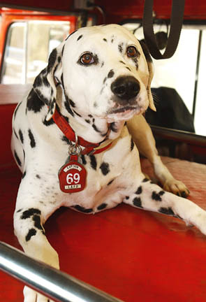 Buddy, the Fire Station 69 mascot.