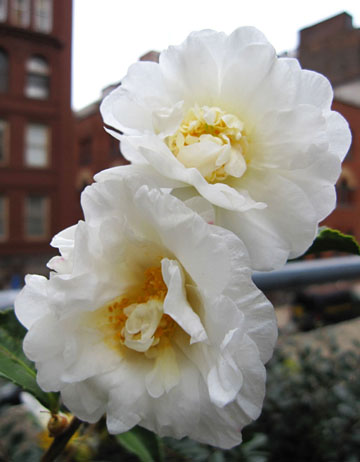 Camellia Winter's Snowman flowers