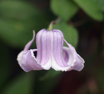 Clematis crispa bears lavender-blue, bell-shaped flowers with curly edges in summer. Its blooms are not profuse, but their elegant shape makes this plant a good choice for trellises, growing through shrubs, or planting in damp areas.