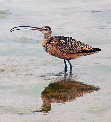 Long-Billed Curlew: The long-billed curlew is the largest shorebird distinguished by his very long, sickle-shaped bill. It winters in cultivated land, tideflats, beaches and salt marshes, where it eats small crustaceans, mollusks, berries and seeds. Adult curlews defend their eggs and young by pretending to be injured and leading the predator away.  Black-Crowned Night Heron: As its name implies, this bird is largely nocturnal, beginning to forage at dusk, when other herons are on their way to roosts. It stands and waits for prey like frogs and fish to pass by and then snatches them up with its bill. It sometimes raids the nests of other herons and birds and steals the chicks. The black-crowned night heron is 23 to 28 inches tall and has a wingspan of almost 4 feet.