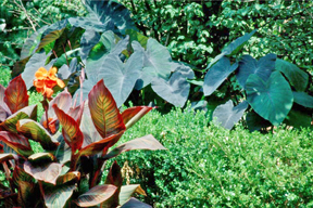 The Black Magic, with its dark purple leaves, is one of the most sought-after elephant ear varieties. Grow elephant ears with other coarse-textured plants like bananas, gingers and cannas, such as the Tropicanna pictured here.