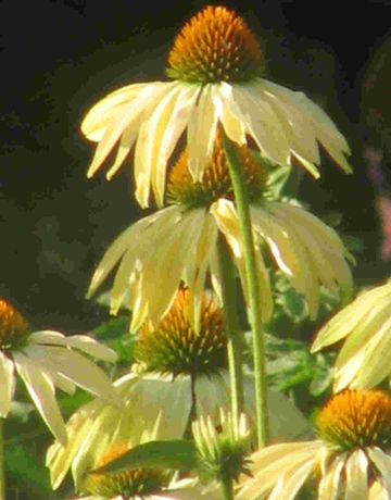 Echinacea is known to boost the immune system.