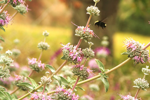 Purple sage. Sages contribute pungent herbal scents to the Temescal Canyon chaparral and coastal sage scrub. Another fragrant sage is the feathery gray-green California sagebrush. Photo by Nina Kidd