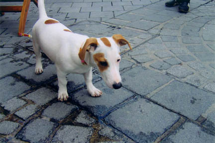 This polite pooch is one of thousands gracing Parisian streets and boulevards. Photo by Brook Dougherty