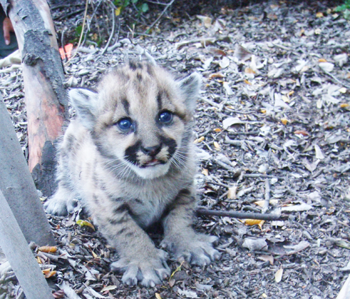 This cub was one of three born south of Peter Strauss Ranch off Mulholland Highway in May. Photo: National Park Service