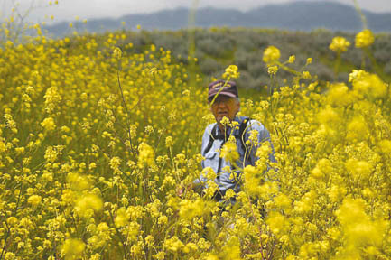 Local trailmaker Ron Webster whacks his way through black mustard (Brassica nigra), which is a troublesome weed found throughout Southern California. It is naturalized from Europe, but was supposedly introduced here by the Franciscan missionaries who scattered the seed along El Camino Real to mark its route. Photo by Jim Kenney