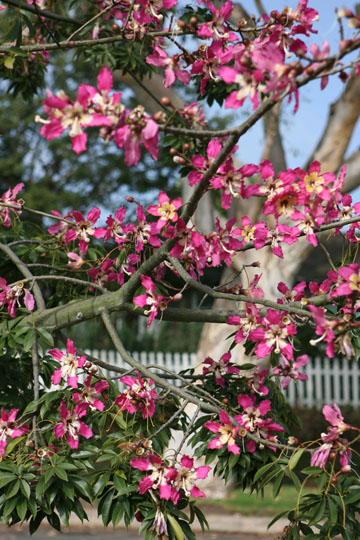 A floss silk tree (Chorisia speciosa), on the island between Alma Real and Toyopa, produces bright rose-pink flowers in autumn or early winter. The landscaping project was spearheaded by Alma Real resident Dick Littlestone in 2009. Photo by Rich Schmitt, Staff Photographer