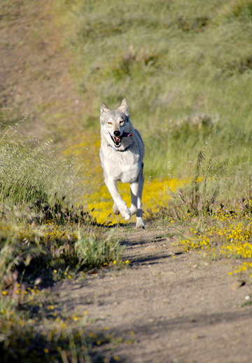 Photographer Johanna Siegmann captured shots of the part-wolf dogs at the Wolf Connection in Acton. Here, Wyoh runs on a trail.