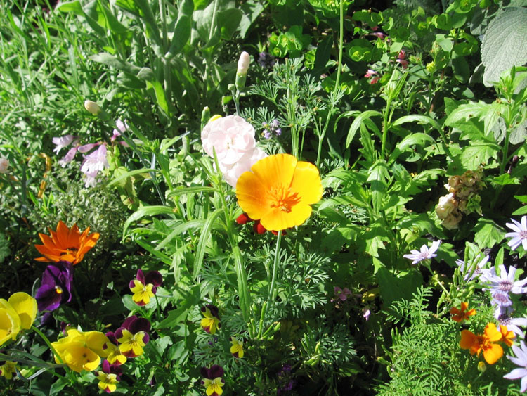 California poppy and dianthus make a spring appearance.