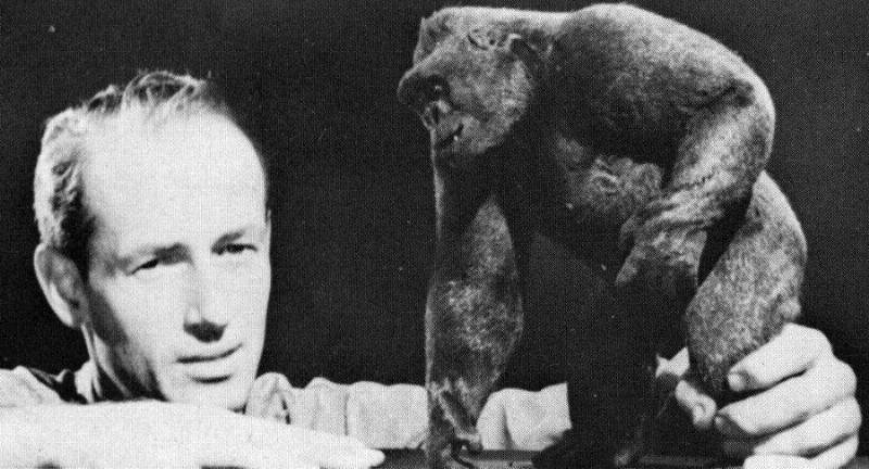 Ray Harryhausen animates Mighty Joe Young (circa late 1940s).