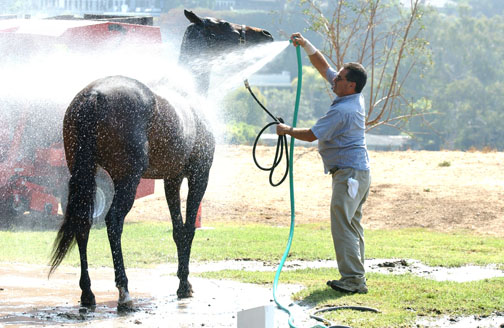 Manny Ramos cools off Mistress, a 10-year-old mare owned and ridden by Will Rogers Polo Club President Andrew Bossum.