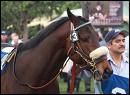 Bo Hirsch's thoroughbred Papa Clem will run in the Preakness Stakes this Saturday at Pimlico.