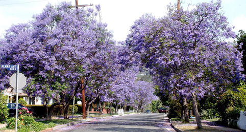 These beautiful flowering jacarandas are one of the designated street trees for Northfield Avenue in Pacific Palisades. Photo: Jim Kenney