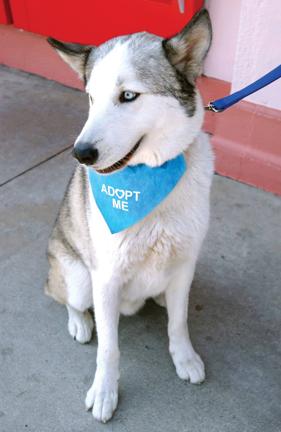 Star Paws Rescue, a group with a regular presence at the farmers