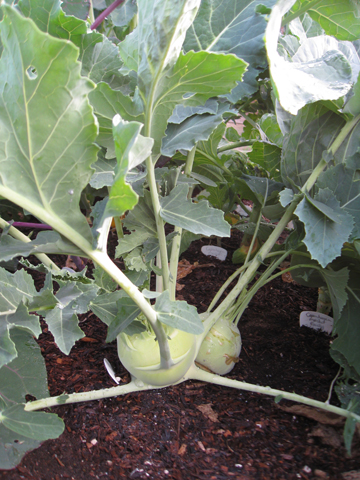Christi Wilhelmi is growing four varieties of Kohlrabi in her backyard. This vegetable has the look of an organic green Sputnik, with a taste like fresh, crunchy broccoli stems accented by radish. Photo: Courtesy Christi Wilhelmi