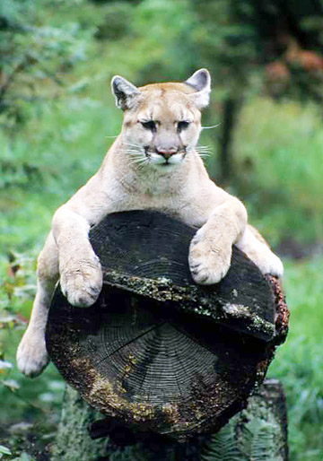 Mountain lions have webbed skin and fur between their toes that allow them to move silently. Their claws are kept in (retracted) when they walk, but can be useful when climbing trees. Photo courtesy of the Mountain Lion Foundation