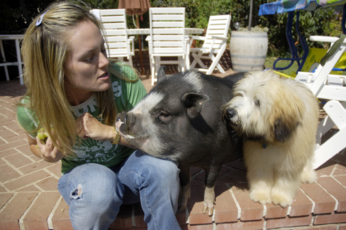 Kimberlee Smith has grapes in her hand, and Benny, the pig, and Gigi, the Wheaton terrier, both wait patiently in the hopes of procuring one.