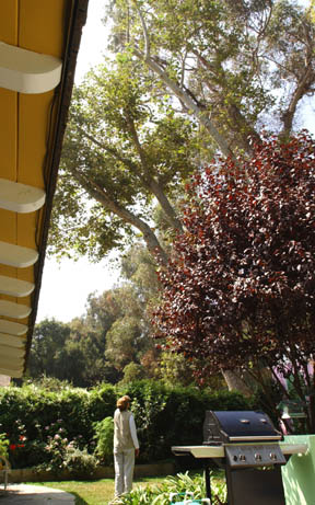 Rustic Canyon homeowner Sue Toigo views the towering eucalyptus trees on her neighbor's property that she says