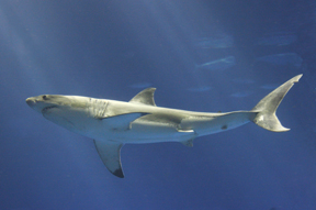 A juvenile great white shark, captured in the waters off Will Rogers Beach, was placed on exhibit August 26 at the Monterey Bay Aquarium. The 5-foot, 3-inch female is the fifth such shark to live at the aquarium. Photo; Monterey Bay Aquarium/Randy Wilder