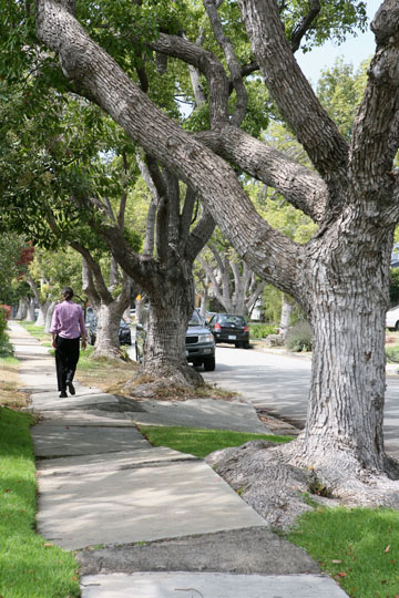 The sidewalks along Galloway Street, from Bestor down to Sunset, have been buckled by the expanding roots of camphor trees.