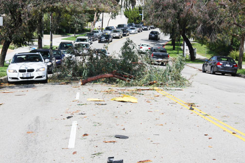 A eucalyptus tree branch broke off and smashed a car windshield on June 1, forcing westbound traffic into one lane on Sunset Boulevard between Las Lomas and Muskingum. Photo: James Respondek
