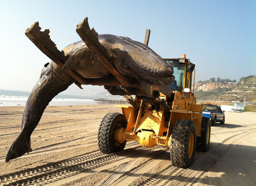 This gray whale calf washed ashore at Will Rogers State Beach on Saturday afternoon and was later buried behind Lifeguard Tower 15. Although gray whales have gray patches and white mottling on dark skin, newborns are dark gray to black. Photo: Rosalind Nieman